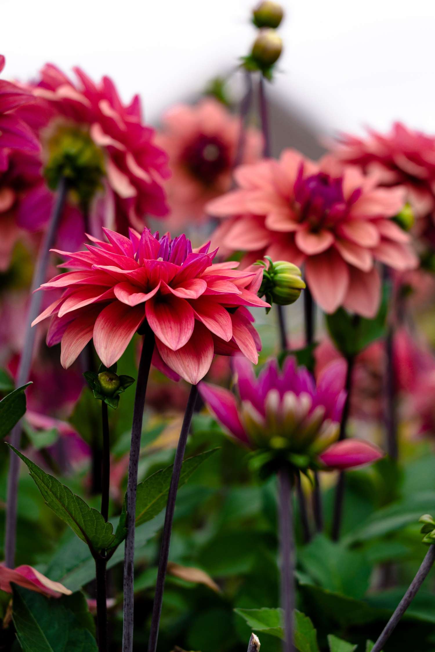 Dahlia 'American Dawn'